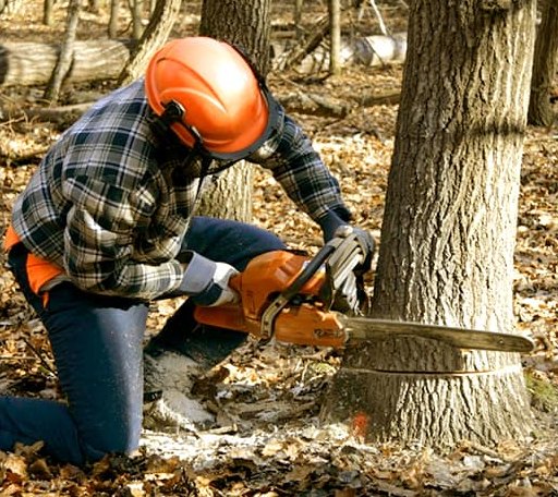 Tree Removal in Rebuck, PA
